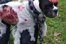 DIY-Dog-Zombie-Costume