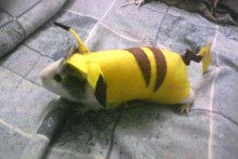 DIY-Guinea-Pig-Pikachu-Costume