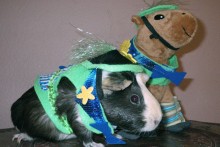 DIY-Guinea-Pig-Who-Costume