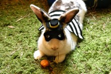 DIY-Rabbit-Hamburglar-Costume