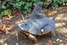 DIY-Tortoise-Shark-Costume
