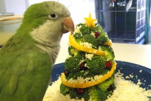 DIY-Broccoli-Bird-Christmas-Tree