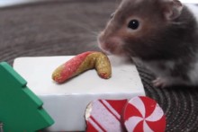 Baby-Food-Hamster-Candy-Cane