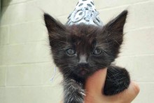 DIY-Cat-New-Years-Hat