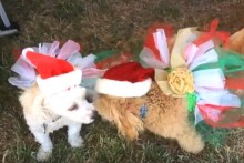 DIY-Dog-Christmas-Tutu