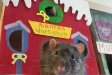 DIY-Rat-Christmas-Play-Village