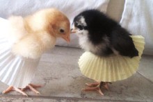 Cupcake-Wrapper-Chick-Tutu