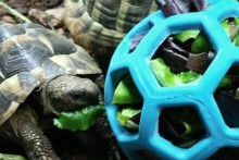 Hol-ee-Roller-Tortoise-Foraging-Toy