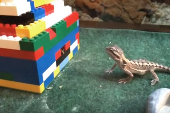 Lego 2025 bearded dragon