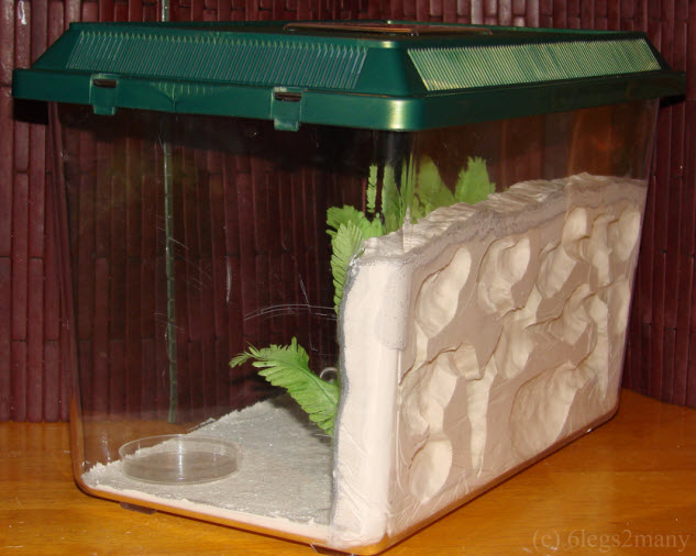 DIY Plaster Formicarium - PetDIYs.com