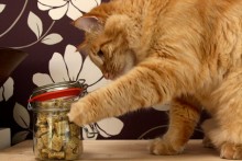 Baby-Food-Cat-Treats
