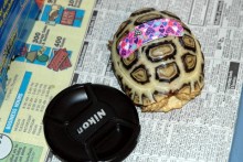 Band-Aid-Turtle-Marker