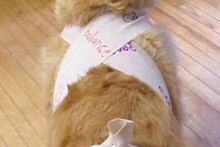 Bandage-Dog-Thunder-Shirt
