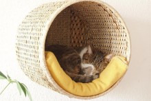 Basket-Cat-Wall-Lounge