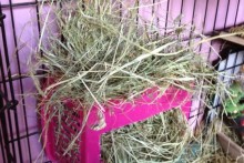 Basket-Rabbit-Hay-Rack