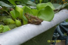 Bathtub-Frog-Pond1