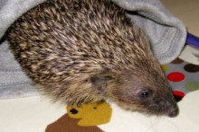 Beanie-Hat-Hedgehog-Bed