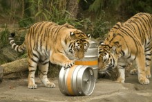 Beer-Keg-Large-Cat-Toy