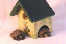 Birdhouse-Turtle-Hide