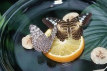 Bowl-Fruit-Butterfly-Feeder