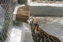 Broom-Large-Cat-Brush