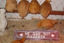 Cabinet-Drawer-Coop-Sign