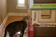 Cardboard-Box-Cat-Condo