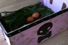 Cardboard-Box-Chicken-Nest