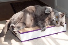 Cardboard-Cat-Scratch-Box (2)