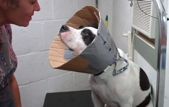 DIY Cardboard Cone Collar Petdiys