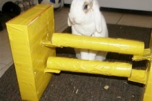 Cardboard-Rabbit-Agility-Jump1