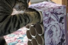 Cardboard-Roll-Box-Cat-Toy