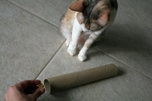Cardboard-Roll-Cat-Toy