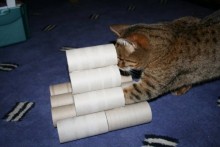 Cardboard-Roll-Tower-Cat-Toy