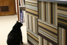 Carpet-Tile-Cat-Wall