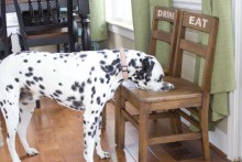 Chair-Dog-Bowl-Stand1