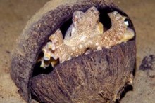 Coconut-Shell-Octopus-Hide1