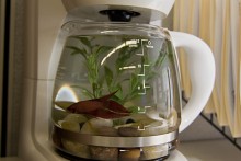 Coffee-Pot-Aquarium