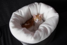 Comforter-Cat-Bed