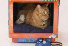 Computer-Monitor-Cat-Bed
