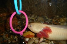 axolotl hides for sale