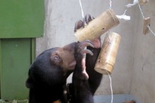 DIY-Bamboo-Foraging-Toy1