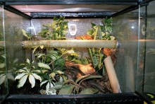 DIY-Bamboo-Vivarium-Perch