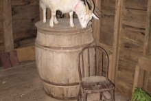 DIY-Barrel-Goat-Table