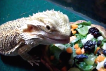 DIY-Bearded-Dragon-Salad