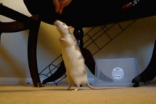 DIY-Bipedal-Rat-Trick