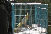 DIY-Bird-Cage-Backpack2