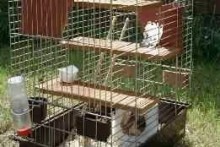 DIY-Bird-Cage-Rat-Modifications
