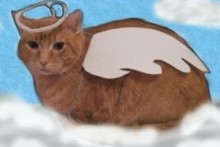 DIY-Cat-Angel-Costume1