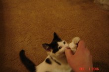 DIY-Cat-Fetch-Training